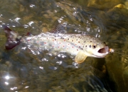 Измена на термини за 3-то и 4-то коло од Мушичарска лига 2019