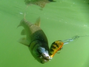 Прв државен спин куп 2014